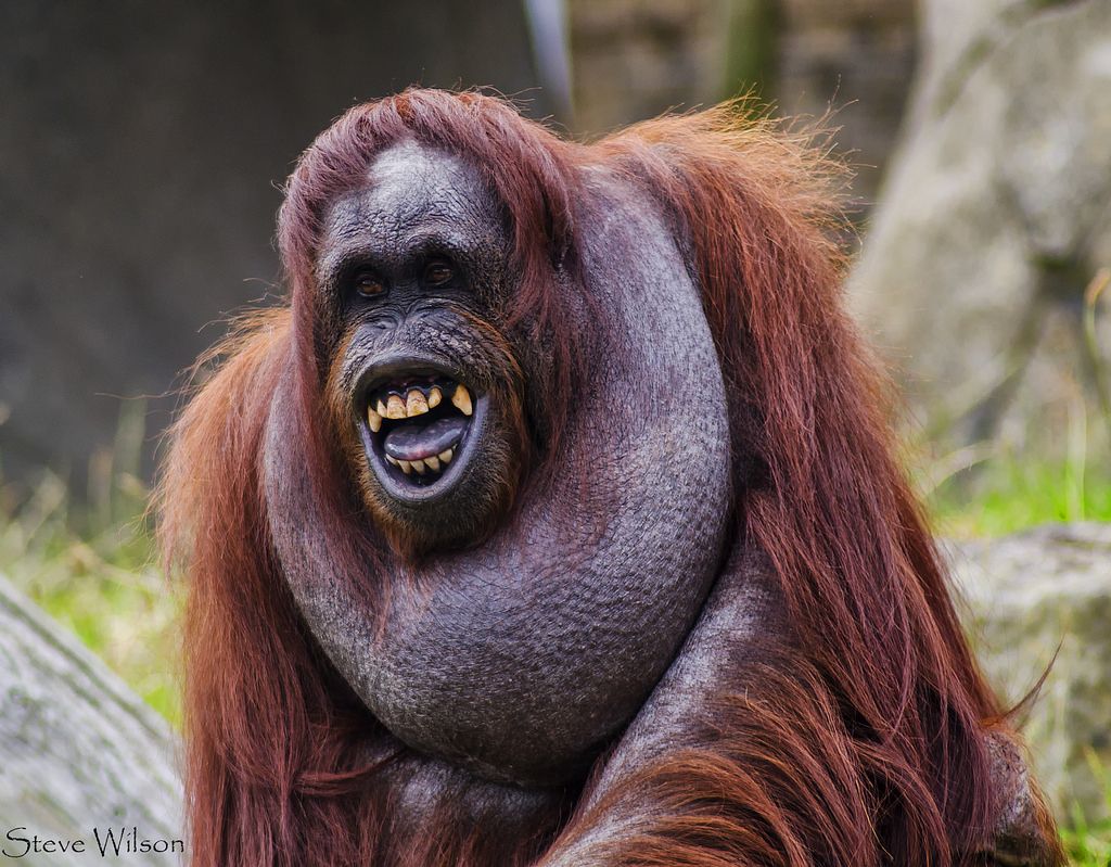 Detail Foto Orang Utan Lucu Nomer 24