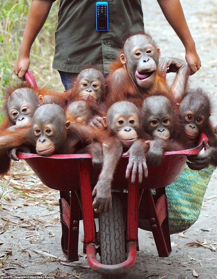 Detail Foto Orang Utan Lucu Nomer 31