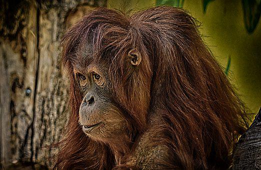 Detail Foto Orang Utan Lucu Nomer 33