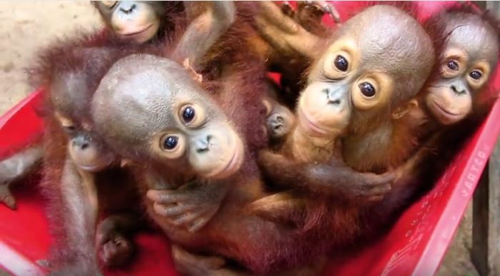 Detail Foto Orang Utan Lucu Nomer 34