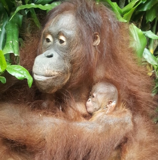 Detail Foto Orang Utan Lucu Nomer 36