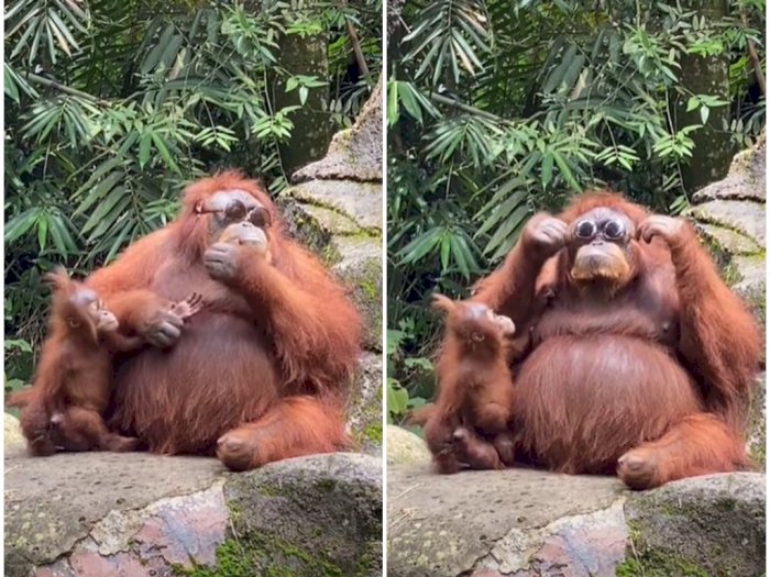 Detail Foto Orang Utan Lucu Nomer 39