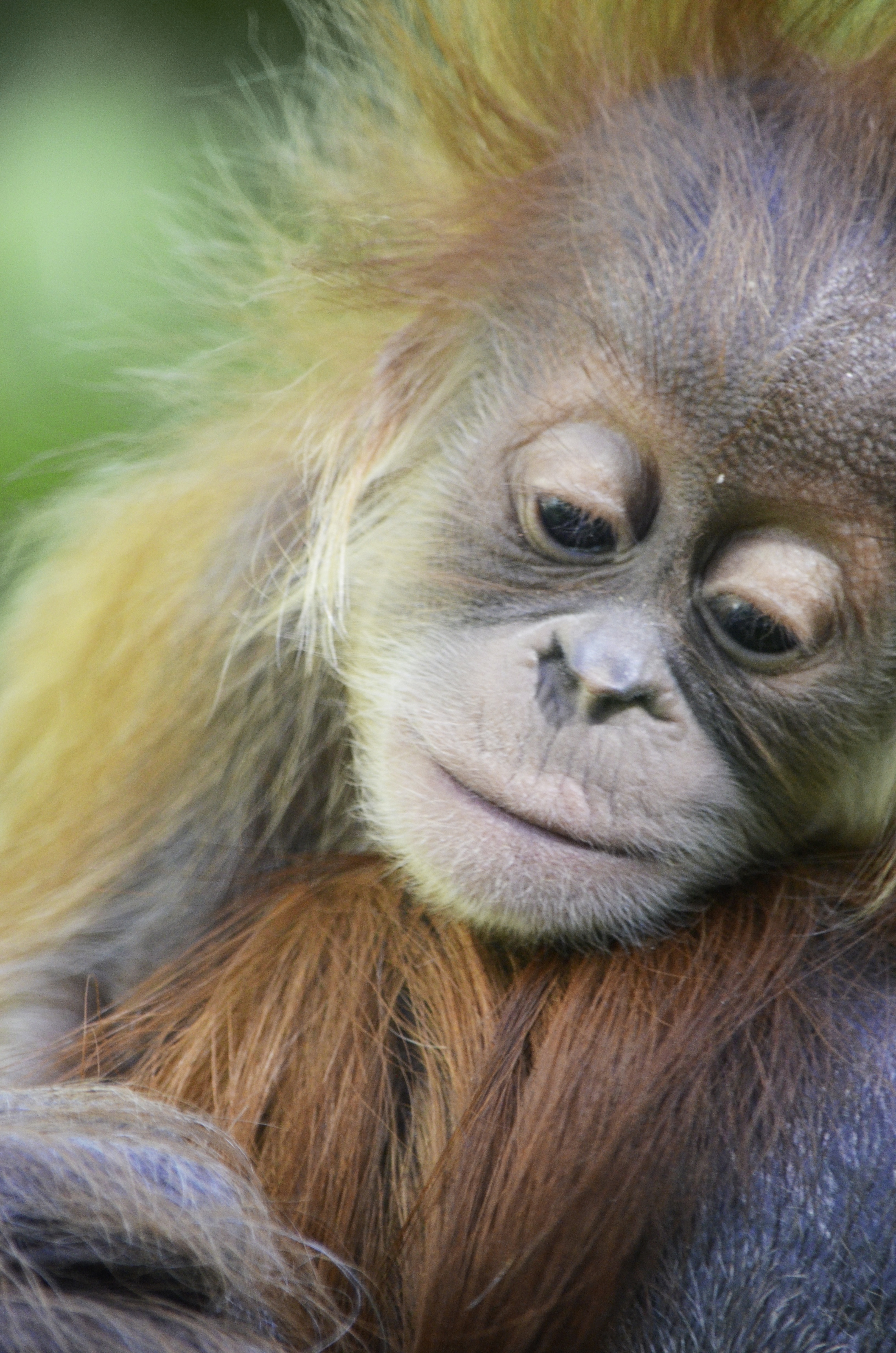 Detail Foto Orang Utan Lucu Nomer 40