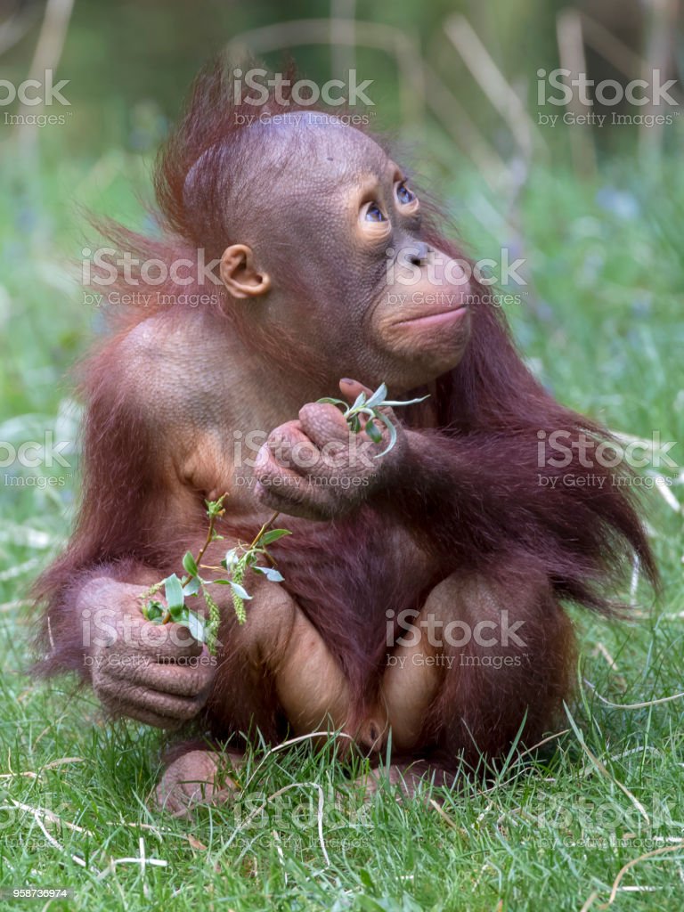 Detail Foto Orang Utan Lucu Nomer 43