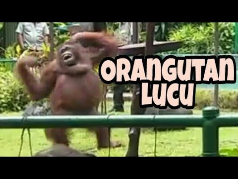 Detail Foto Orang Utan Lucu Nomer 44