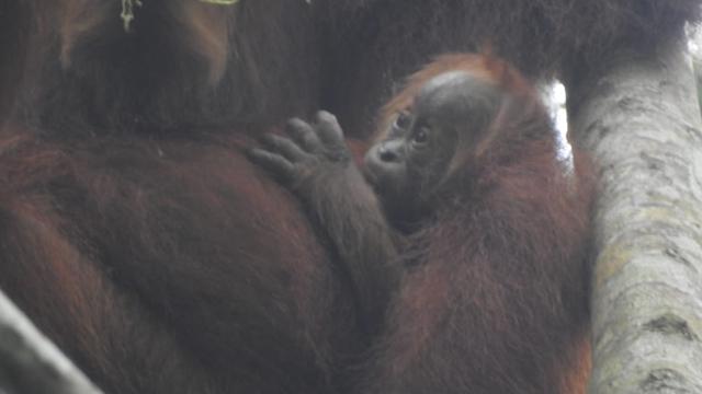 Detail Foto Orang Utan Lucu Nomer 45