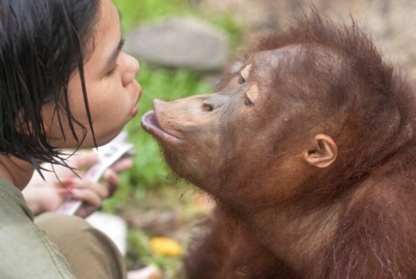 Detail Foto Orang Utan Lucu Nomer 47