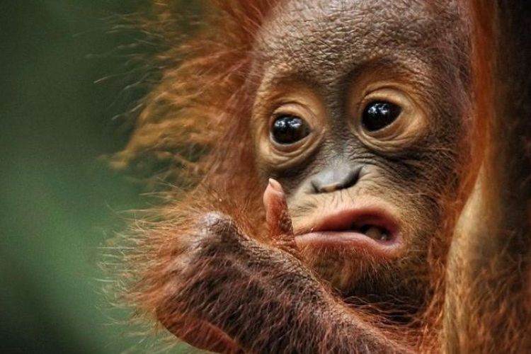 Detail Foto Orang Utan Lucu Nomer 8