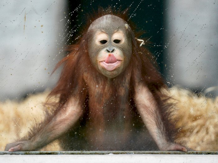 Detail Foto Orang Utan Lucu Nomer 10