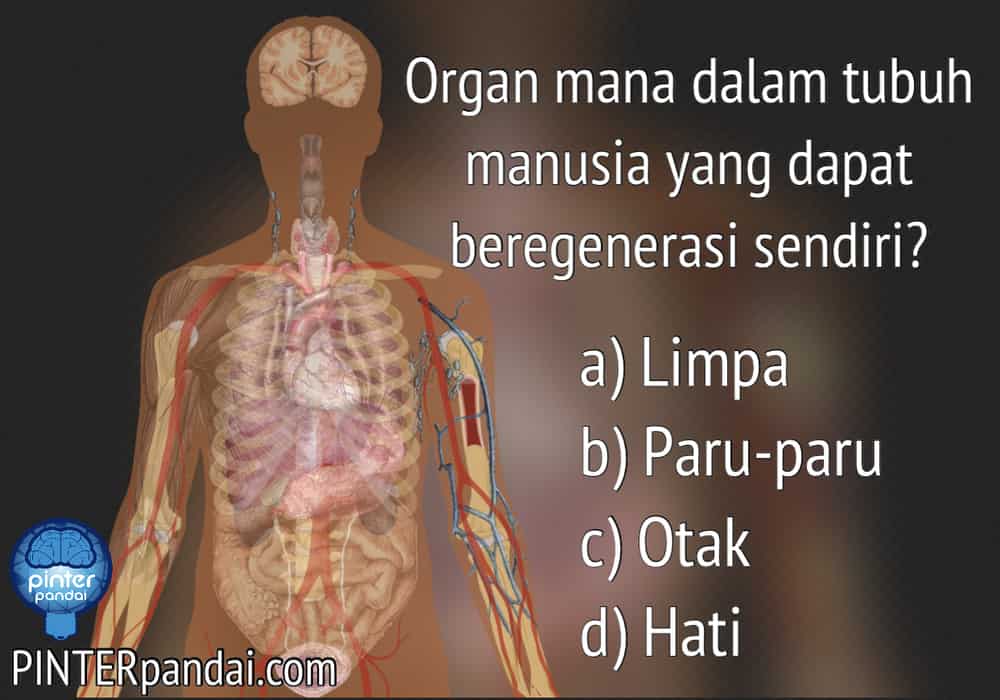 Detail Foto Organ Tubuh Nomer 40