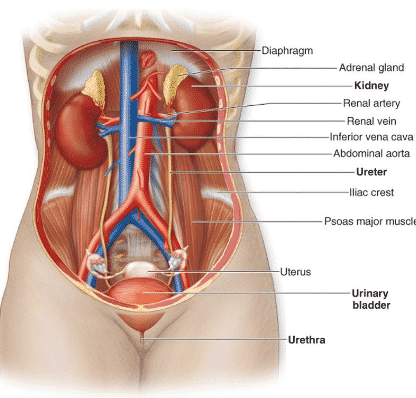 Detail Foto Organ Tubuh Wanita Nomer 14