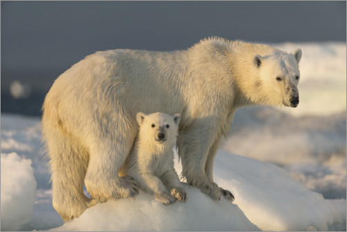 Detail Foto Orso Polare Nomer 25