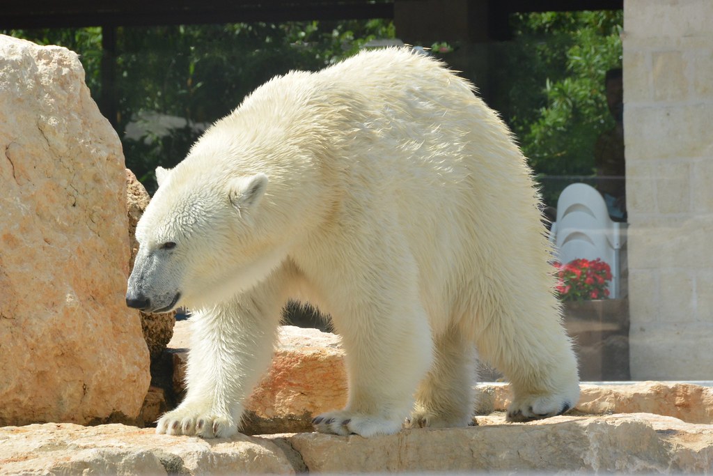 Detail Foto Orso Polare Nomer 4