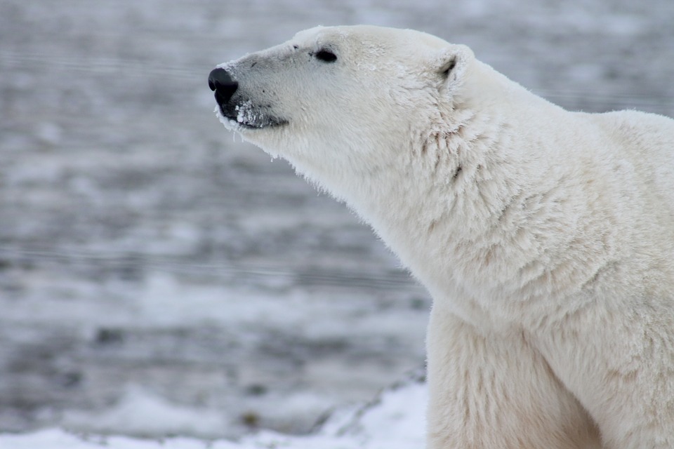 Detail Foto Orso Polare Nomer 38