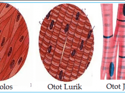 Detail Foto Otot Lurik Nomer 6