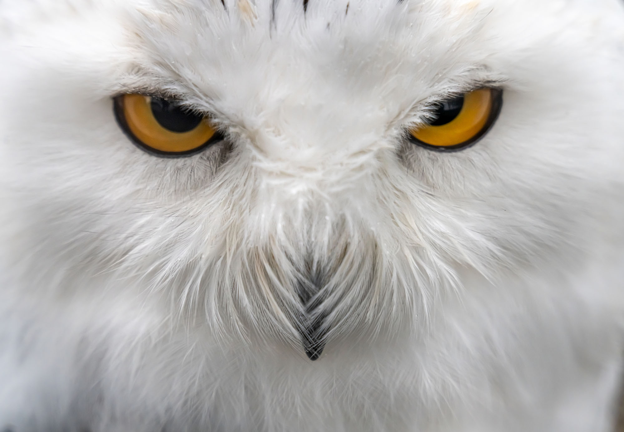 Detail Foto Owl Nomer 20