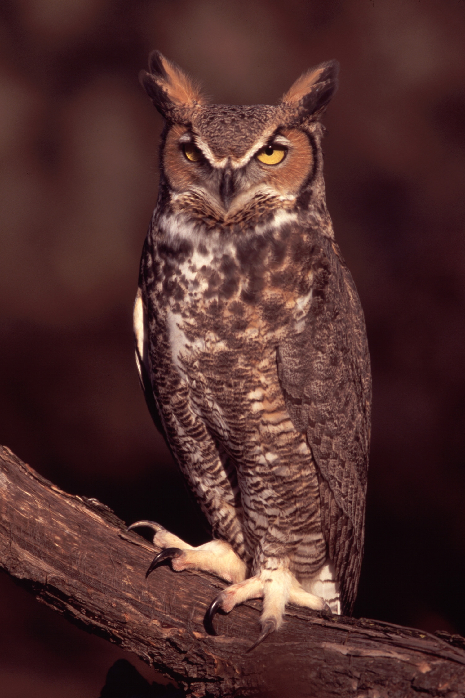 Detail Foto Owl Nomer 54