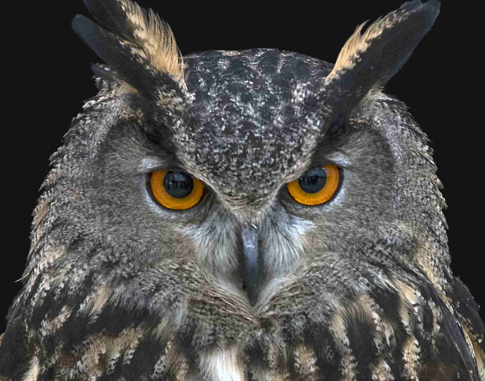 Detail Foto Owl Nomer 56