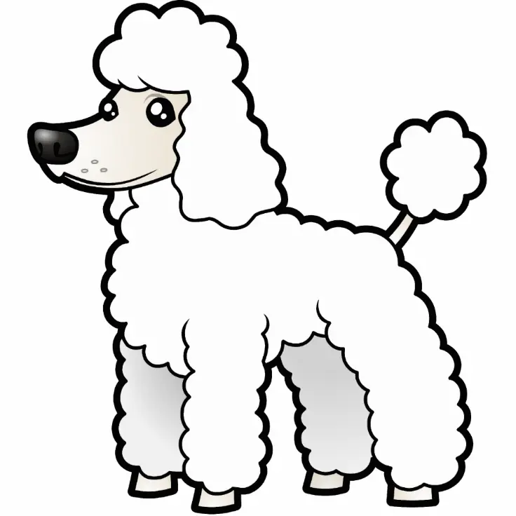 Detail Mini Poodle Nomer 11