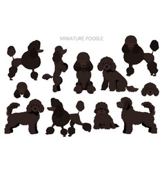 Detail Mini Poodle Nomer 17