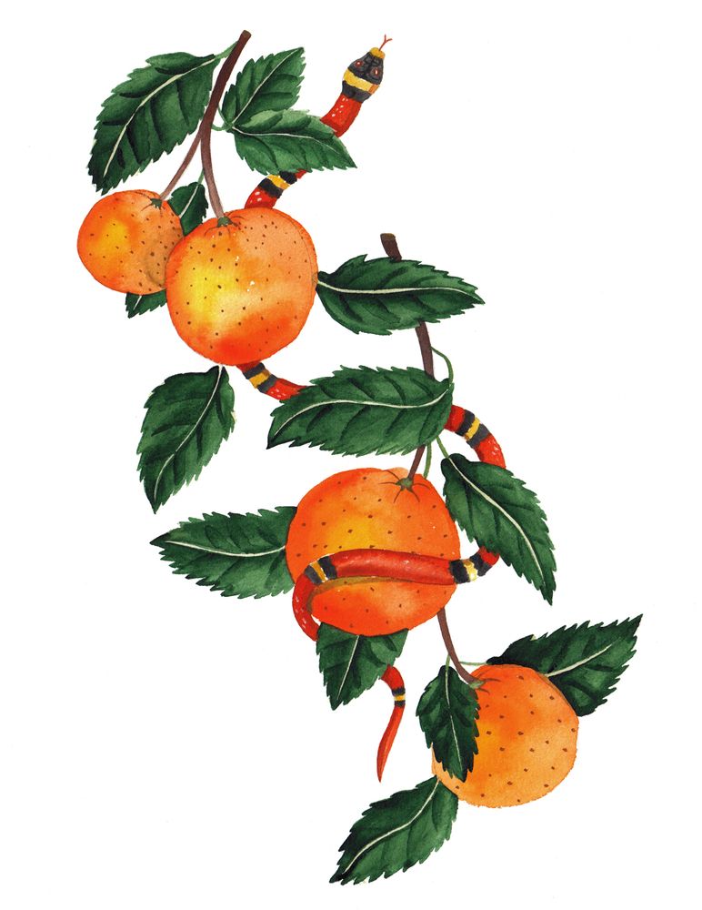 Detail Orange Bergamotte Nomer 14