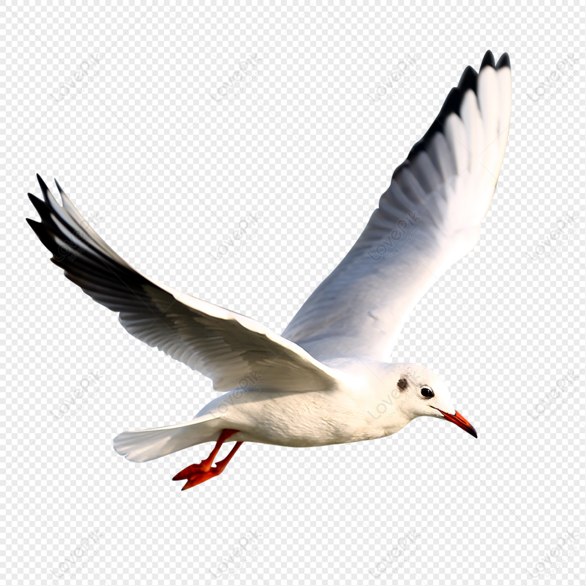 Detail Seagull Flight Pattern Nomer 15