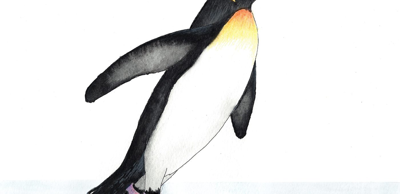 Detail Eislaufen Pinguin Nomer 19
