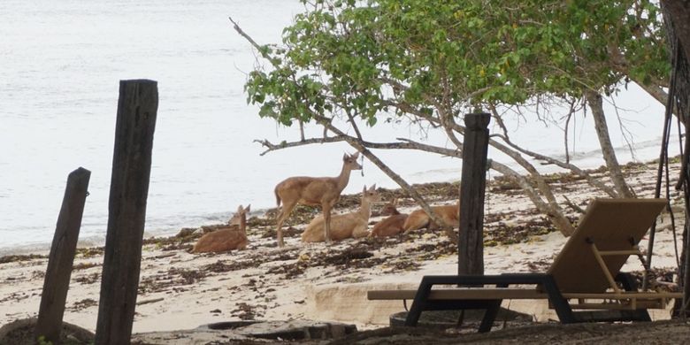 Detail Foto Pantai Plengkung Banyuwangi Nomer 44