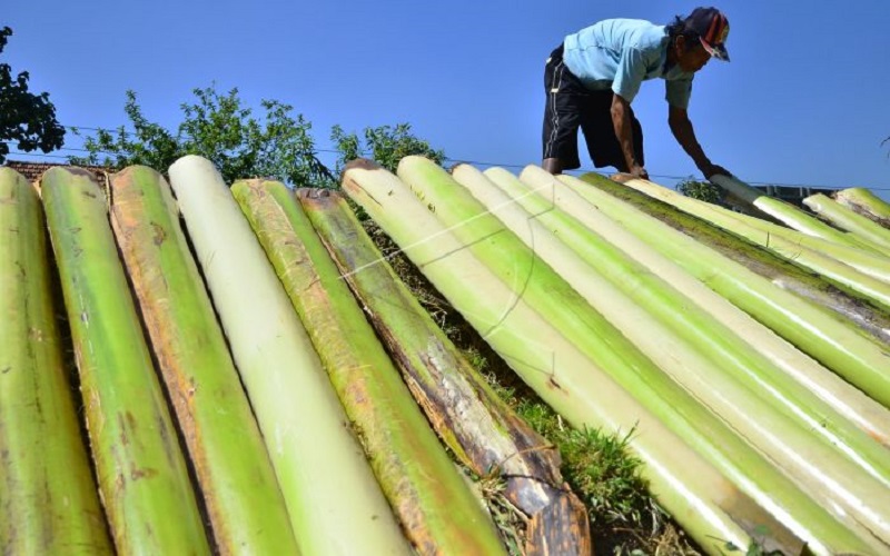 Detail Foto Pelepah Pisang Nomer 11