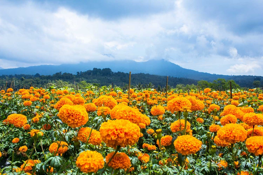 Detail Foto Pemandangan Alam Bali Nomer 22