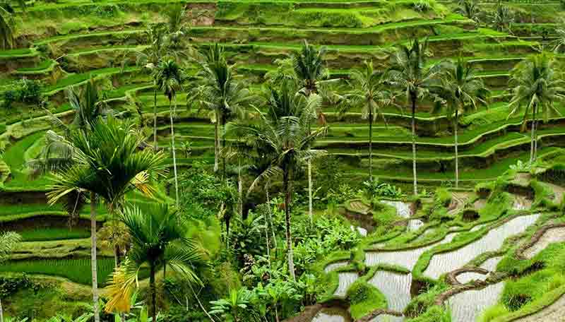 Detail Foto Pemandangan Alam Bali Nomer 29