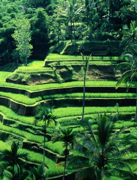Detail Foto Pemandangan Alam Bali Nomer 6