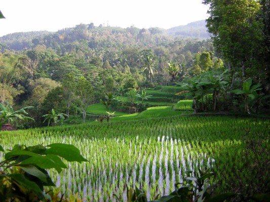 Detail Foto Pemandangan Alam Desa Nomer 37