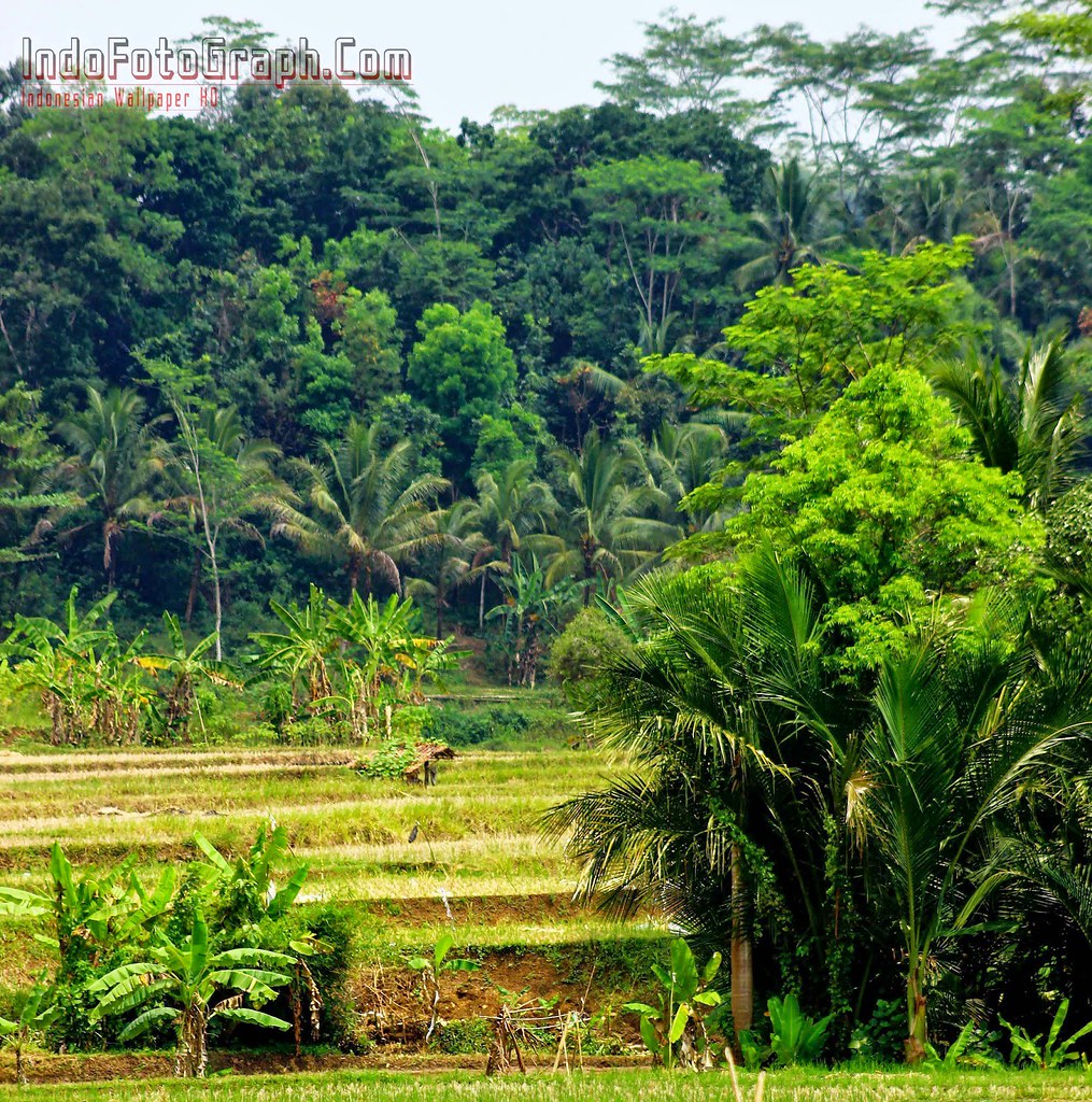 Detail Foto Pemandangan Alam Pedesaan Yang Indah Nomer 4