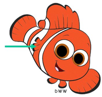 Findet Nemo Tintenfisch - KibrisPDR
