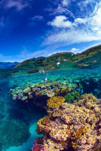 Foto Pemandangan Bawah Laut Terindah Di Dunia - KibrisPDR