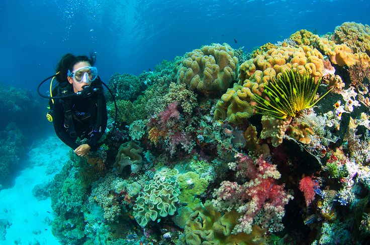 Detail Foto Pemandangan Bawah Laut Terindah Di Dunia Nomer 3