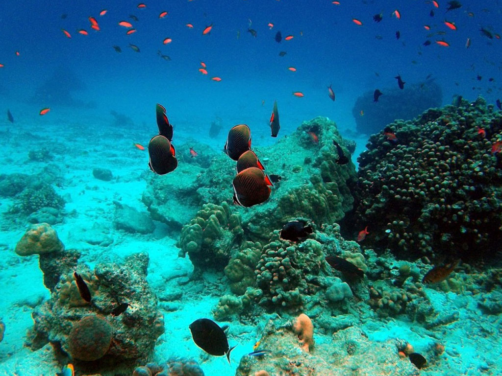 Detail Foto Pemandangan Bawah Laut Terindah Di Dunia Nomer 51