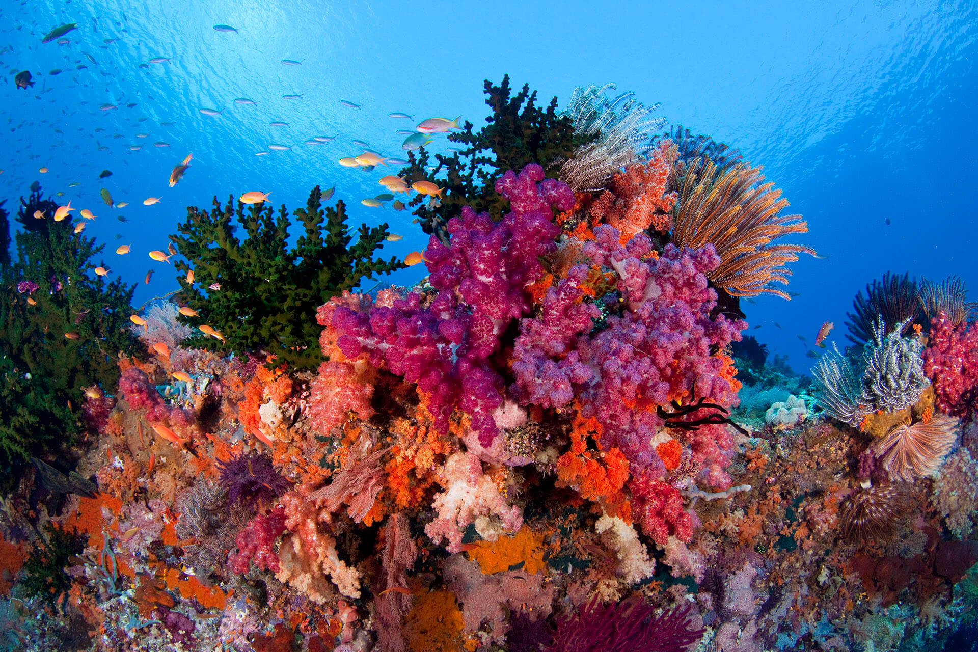Detail Foto Pemandangan Bawah Laut Terindah Di Dunia Nomer 52