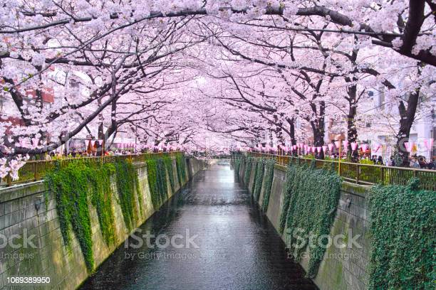 Detail Foto Pemandangan Bunga Sakura Nomer 16