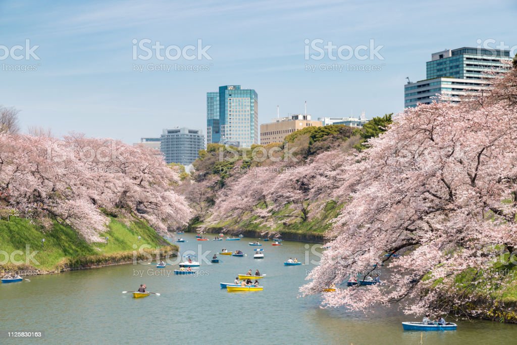 Detail Foto Pemandangan Bunga Sakura Nomer 31