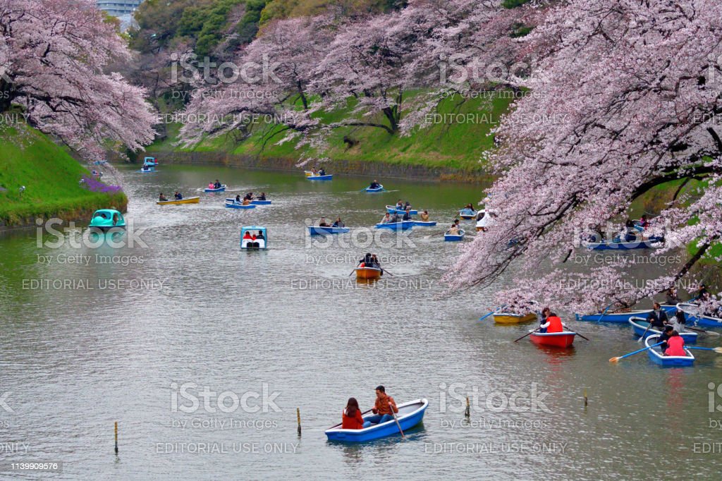 Detail Foto Pemandangan Bunga Sakura Nomer 35