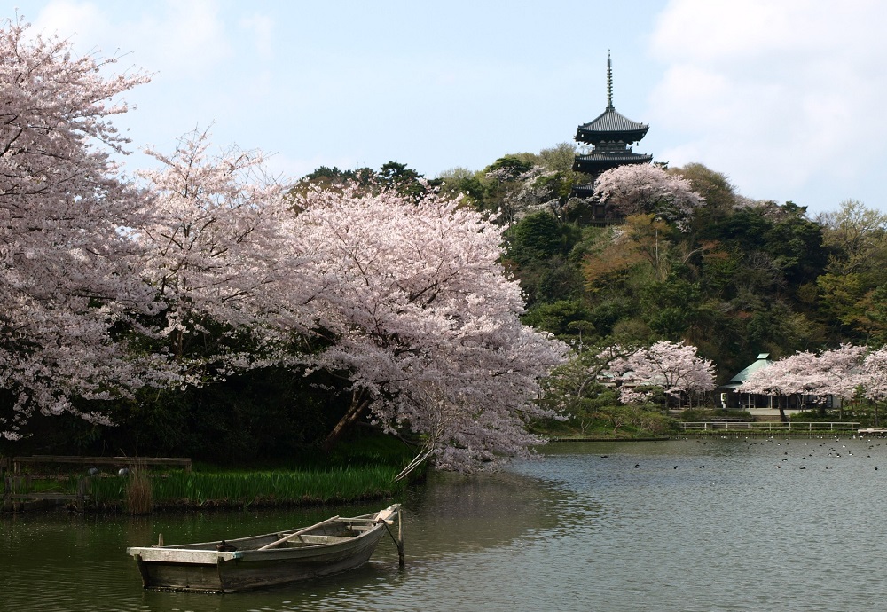 Detail Foto Pemandangan Bunga Sakura Nomer 38