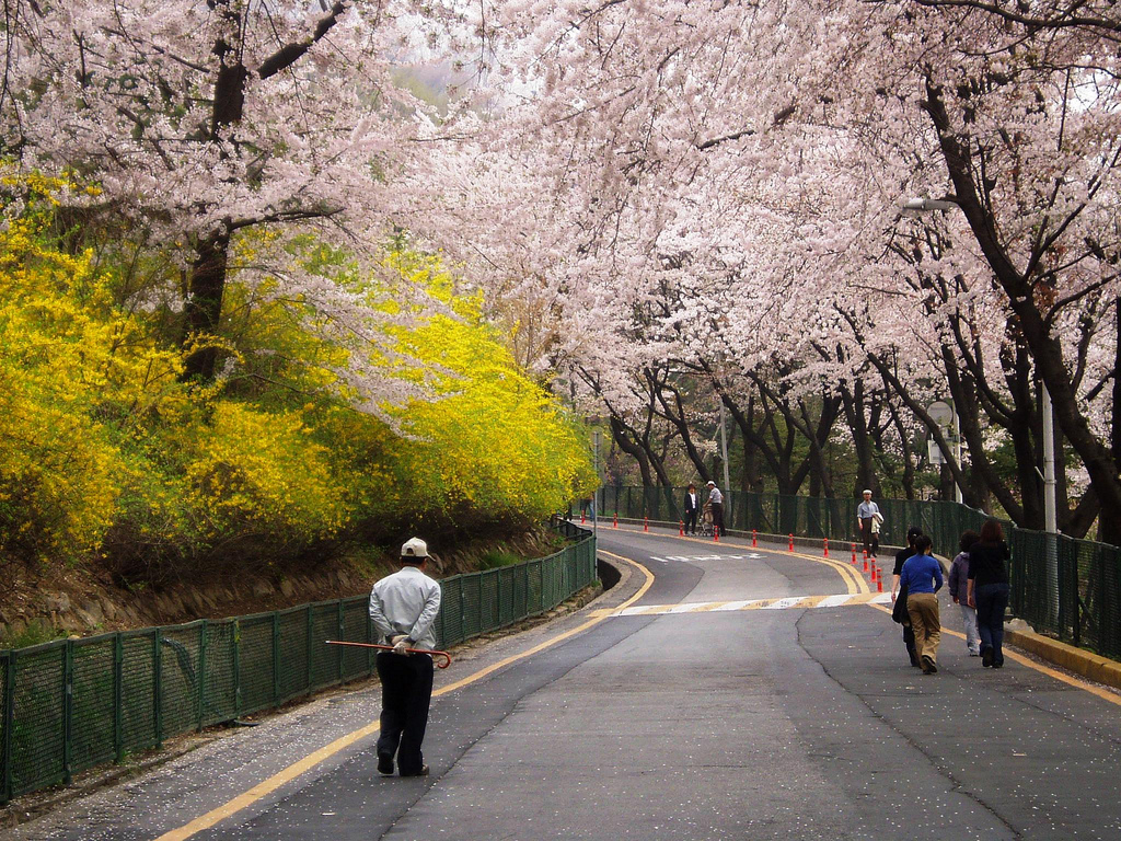 Detail Foto Pemandangan Bunga Sakura Di Korea Nomer 14