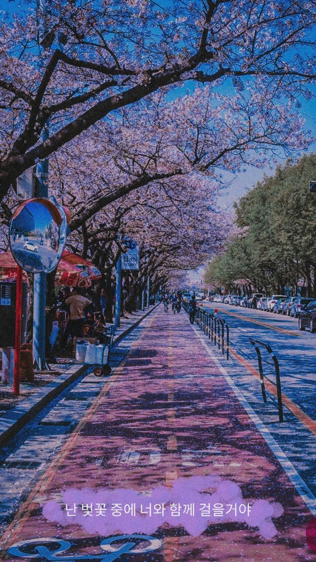 Detail Foto Pemandangan Bunga Sakura Di Korea Nomer 17