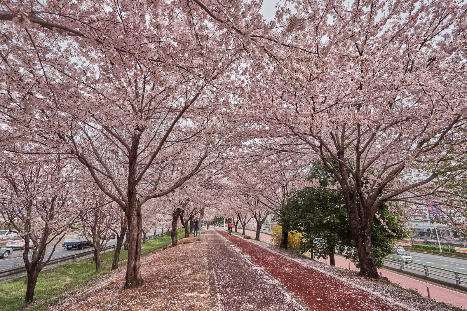 Detail Foto Pemandangan Bunga Sakura Di Korea Nomer 3