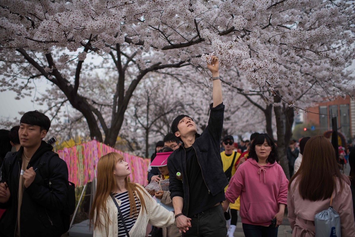 Detail Foto Pemandangan Bunga Sakura Di Korea Nomer 4