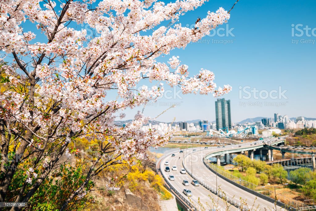 Detail Foto Pemandangan Bunga Sakura Di Korea Nomer 33