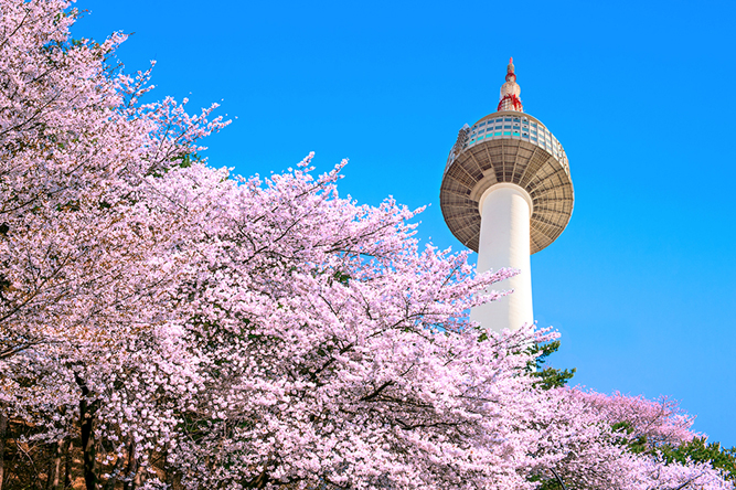 Detail Foto Pemandangan Bunga Sakura Di Korea Nomer 5