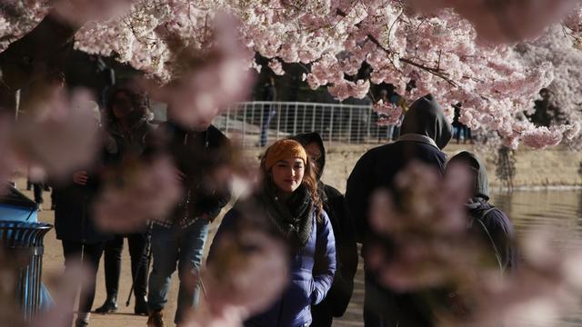 Detail Foto Pemandangan Bunga Sakura Di Korea Nomer 44